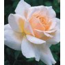 Rose 'Chandos Beauty'   5Ldp