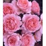 Rose 'L'Aimant'   5Ldp