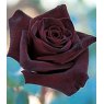 Rose 'Black Baccara'   5Ldp