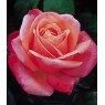 Rose 'Silver Jubilee'   5Ldp