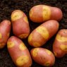 SEED POTATO - MAIN CROP 'Nemo' - 6 Tubers