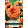 TAYLORS Dahlia David Howard