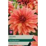 TAYLORS Dahlia Decora