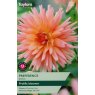 TAYLORS Dahlia Preference