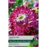 TAYLORS Dahlia Vancouver