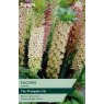TAYLORS Eucomis Comosa