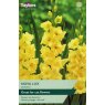 TAYLORS Gladioli Nova Lux