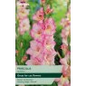 TAYLORS Gladioli Priscilla