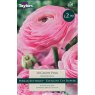 TAYLORS Ranunculus Candy Pink