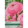 TAYLORS Ranunculus Candy Pink