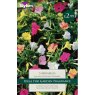 TAYLORS Mirabilis Jalapa (Evening Flower)