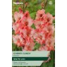 TAYLORS Gladioli Cherry Candy