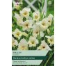 TAYLORS Gladioli Halley
