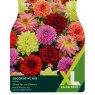TAYLORS Dahlia Decorative Mixed   XL Value
