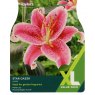 TAYLORS Lilium Stargazer   XL Value
