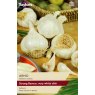 GARLIC - FRENCH 'Arno'