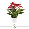 Anthurium Banderola Roja   14cm