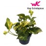 Epipremnum pinn N'Joy Gold   12cm