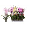 Phalaenopsis Mix 4t 25+   12cm