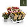 Rosa Kordana Grande mix ( big flowers)   10.5cm