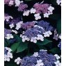 Hydrangea macrophylla 'Mariesii Perfecta' (L)  5L