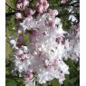 Syringa vulgaris 'Beauty Of Moscow'  5L