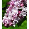 Syringa vulgaris 'Belle De Nancy'   5L