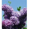 Syringa vulgaris 'Ruhm von Horst Stein'   5L