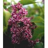 Syringa vulgaris 'Sensation'   5L