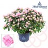 Azalea sims Hortinno® Classic Bicolor   15 cm