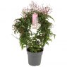 Jasminum polyanthum Passion Dark pink 300+ Arch   12 cm