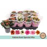 Kalanchoe bloss ( Filled flowers) Specials   9 cm