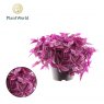 Tradescantia fluminensis Pink Paradise   14 cm