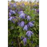 Clematis macropetala 'Wesselton'   17cm