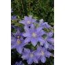 Clematis 'Fujimusume'   17cm