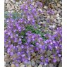 ALPINE Chaenorhinum origanifolium 'Blue Dream'   9cm