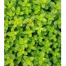 ALPINE Thymus pulegiodes 'Aureus'  9cm