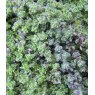 ALPINE Thymus serpyllum   9cm