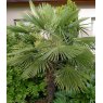Trachycarpus fortunei   4L