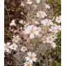 ALPINE Cerastium tomentosum  1L