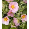 ALPINE Helianthemum 'Lawrenson's Pink'  1L