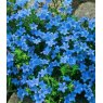 ALPINE Lithodora diffusa 'Heavenly Blue'  1L