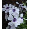 ALPINE Phlox subulata 'Bavaria'   1L