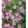 ALPINE Silene schafta   1L