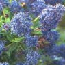 Ceanothus 'Southmead'   3L