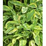 HERB Sage - Icterina  9cm