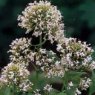 Centranthus ruber 'Albus'  2L