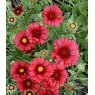 Gaillardia x grandiflora 'Burgunder'  2L