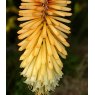 Kniphofia 'Tawny King'  2L