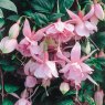 Fuchsia 'Pink Galore' (T)   10cm